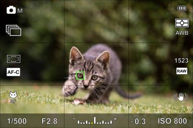 Representation of a screen or camera viewfinder with the photographic settings of an animal portrait clipart