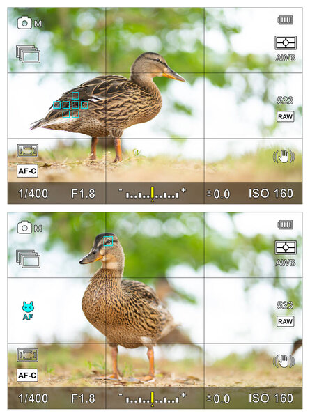 Portrait of a duck with bird eye focus detection in screen or camera viewfinder with the photographic settings
