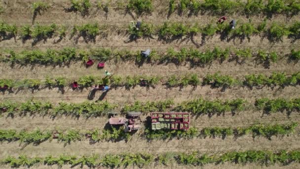 Aerial Drone Video Tractor Field Vineyards Vintage Time Man Putting — Stock Video