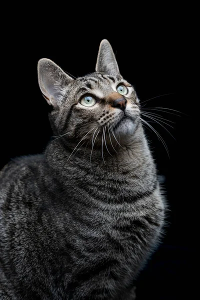 Detailní Záběr Tabby Šedé Kočky Pohledem Černém Pozadí Svislá Fotografie — Stock fotografie