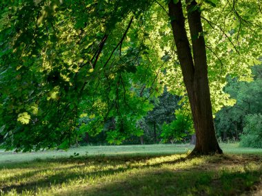 Yazın bir parkta, gün batımından önce ışıkla aydınlatılan büyük, yayılan bir ağaç. Dallar ağacın altındaki çimlerin üzerine uzun gölgeler bırakıyor. Uyum atmosferi, sükunet ve keyifli yorgunluk..
