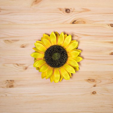 Doğal bir ahşap yüzeyde ayçiçeği dolgunluğu, çam dokusu, kare, yakın çekim, üst görünüm, kopyalanma alanı