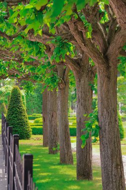 Parktaki yemyeşil yaprak döken ağaçların önünde siyah metal bir çit var. Parlak yeşil yapraklar ve manikürlü çimenler stok fotoğraf kullanımı için uygun huzurlu bir sahne oluşturuyor.