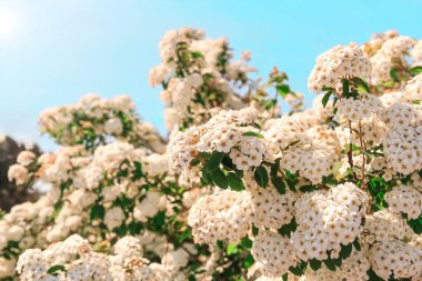Açık mavi gökyüzünün altında beyaz çiçekli bir çalı. Bahar ve yaz için mükemmel. Web siteleri, bloglar ya da sosyal medya için ideal. Seyahat endüstrisi için harika doğa gösterileri güzellik ve mevsimler.