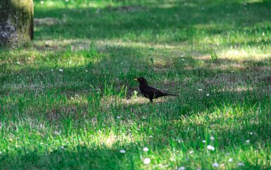 Sarı-turuncu gagalı yalnız bir karatavuk yeşil çimlerde. Kuş odak noktasında, arka plan bulanık. Görüntü alçak bir açıdan alınır, kuşun yaşamdan daha büyük görünmesini sağlar..