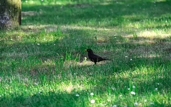 Sarı-turuncu gagalı yalnız bir karatavuk yeşil çimlerde. Kuş odak noktasında, arka plan bulanık. Görüntü alçak bir açıdan alınır, kuşun yaşamdan daha büyük görünmesini sağlar..
