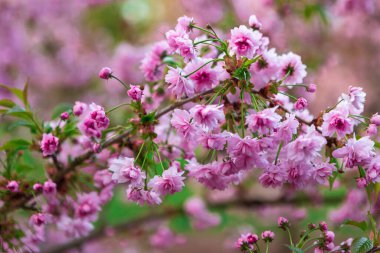 Çiçek açmış güzel pembe kiraz çiçeklerinin yakın plan resmi. Taze, beyaz arka planda yemyeşil yapraklar. Bahar temalı tasarımlar ve doğayla ilgili projeler için mükemmel..