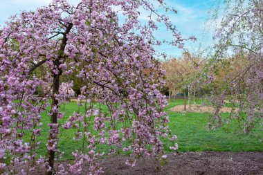 Parkta çiçek açmış kiraz çiçeklerinin bir fotoğrafı var. Narin pembe çiçekler çok güzel bir manzara. Hafif bir esinti yaprakları hışırdatır, pembe konfeti yağmuru yaratır..