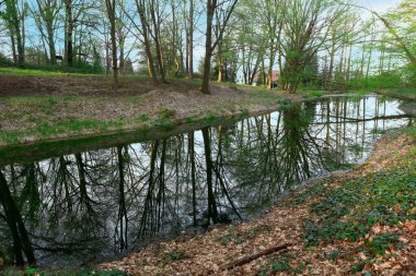 Bereketli bir ormanda, berrak mavi gökyüzünün altındaki yüksek ağaçları yansıtan sakin bir gölet. Sakin su, parlak güneşi yansıtıyor. Huzurlu ve huzurlu bir doğal manzara yaratıyor. Güzellik ve sükunetle dolu..