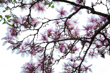 Pembe manolya, yumuşak, bulanık beyaz arka planı olan bir ağaçta çiçek açar. İlkbahar ve doğa temalı tasarımlar ve projeler için idealdir..