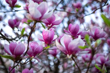 Bulanık bir arkaplanda tam çiçek açmış muhteşem bir manolya görüntüsü. Bahar ve doğa severler için mükemmel bir görüntü. Arkaplan, başlık ya da başka bir yaratıcı projede kullan.