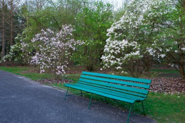 Canlı bahar sezonunda huzurlu bir park ortamında çiçek açan manolya ağaçlarıyla çevrili huzurlu yeşil bir bank. Rahatlamak ve güzellikten zevk almak için mükemmel..