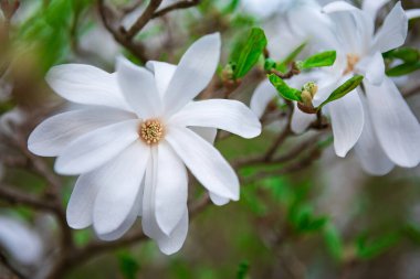 Sarı merkezli güzel beyaz manolya çiçeği. Görüntü iyi ışıklandırılmış ve çiçek tam çiçeklenmiş. Arka plan yumuşak, kremsi bir beyazdır, bu da çiçeği öne çıkarır..