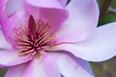 Pembe bir manolya çiçeğinin güzel bir yakın çekimi. Karmaşık detaylarını ve narin güzelliğini gözler önüne seriyor. Yumuşak odak arka planı rüya gibi bir kalite ekler, çeşitli yaratıcı projeler için mükemmeldir..