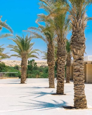 Olgun palmiye ağaçları, güneşli bir avlunun ılık esintisinde usulca sallanır, rahatlatıcı gölgeler bırakır. Sakin atmosfer berrak mavi gökyüzü ile güçlenir ve dingin bir ortam yaratır..