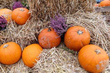 Sonbaharın özünü kabaklar, kurumuş çiçekler ve saman balyaları sergilenen kırsal bir düşüşle yakala. Sezonluk projeler için mükemmel. Şükran Günü, Cadılar Bayramı ve hasat temalı tasarımlar..