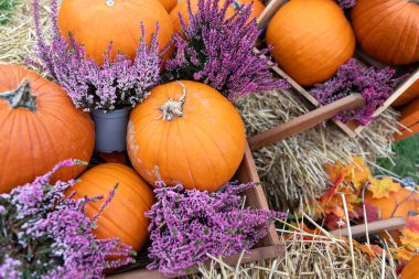 Canlı turuncu balkabakları ve kırsal bir sonbaharda mor kenevir çiçekleri. Balkabakları samanlıkta, heather zarafet ekler, tuhaf bir ahşap el arabası. Şükran Günü veya Cadılar Bayramı blogları için ideal.