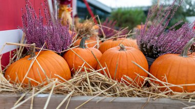 Sonbahar cazibesini bu zarif balkabağı, saman ve çiçeklerle kucaklayın. Şükran Günü, Cadılar Bayramı ya da herhangi bir sonbahar projesi için idealdir. Bu görüntü sezonun ruhunu somutlaştırır..