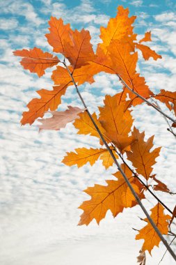 Close-up of an oak branch against a white background, showing the beautiful orange autumn leaves with smooth edges and visible veins. Suitable for use as a background or in nature-themed designs. clipart