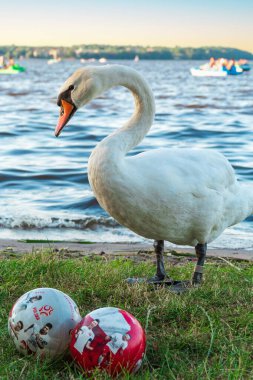 Warsaw, Poland - July 9, 2023.A white swan with an orange beak stands gracefully by a lake near two sports balls. The water is blue-green, and the sky is light blue clipart