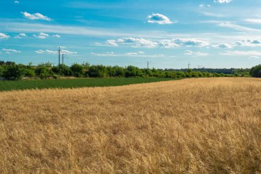 Parlak güneşli bir yaz gününde, mavi gökyüzünün altında, beyaz kabarık bulutlu, pitoresk bir altın buğday tarlası. Bu resim metin için bir arkaplan ya da web sitesi afişi olarak kullanmak için idealdir.