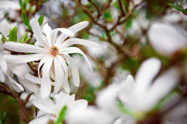 Karmaşık taç yapraklarıyla beyaz bir manolya çiçeği ve çiçek açmış yumuşak pembe bir merkez. Yeşillik yeşil yapraklara karşı gösterişli bir zıtlık, dingin ve büyüleyici bir güzellik yaratıyor..