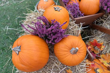Bu kırsal sonbahar titreşimlerine dalın kabak, su kabağı ve canlı fundaların durgun yaşamı, hasat mevsimini kutlamak için mükemmel bir atmosfer yaratıyor..