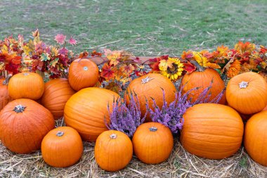 Kabakların ve kabakların bulanık arkaplandaki kabakların kırsal yaşamı. Çeşitli boyutlarda balkabakları ve kabakları kurumuş sonbahar yaprakları ve çiçekleri süslemek için samandan bir yatakta otururlar..