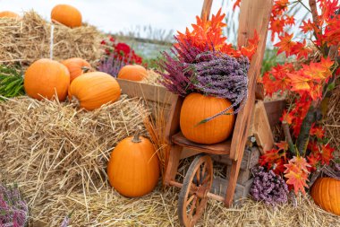 Balkabakları, saman balyaları ve sakin bir kırsalda kurulu ahşap bir vagon ile büyüleyici bir kırsal sonbahar. Hasat temalı projeler ve Şükran Günü dekorasyonu için ideal..