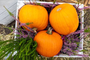 Samanlık ve mor fundalarla dolu ahşap bir sandıkta çeşitli boyutlarda üç canlı turuncu balkabağı bulunan büyüleyici bir sonbahar gösterisi. Gevşek bir saman yatağına kurulup mevsimlik sıcak bir atmosfer yaratıyor..