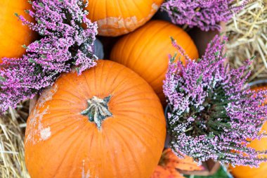 Balkabakları ve samanların üzerindeki çiçeklerle dolu kırsal bir hayat. Balkabakları turuncu ve çiçekler mor. Arka plan altın sarısı bir samandır. Görüntü sonbahar ya da Şükran Günü için mükemmel..