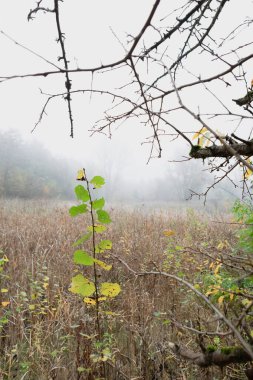 Kahverengi ve sarı otlarla çevrili sisli bir çayırda görkemli bir şekilde duran uzun bir ağaç gövdesi. Parlak yeşil bir yaprak durgun doğa sahnesine karşı duruyor..