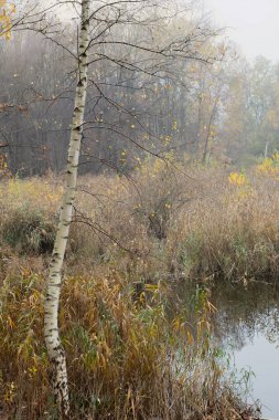 Lonely birch tree in the autumn forest near the pond. The tree has white bark and branches without leaves, the grass near the tree is yellow and dry, and the pond is calm with a smooth surface. clipart