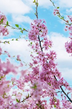 Yumuşak bir zemine karşı pembe beyaz kiraz çiçekleri. Bahar, Paskalya ve kadınsı tasarımlar için sığ alan ideali. Güzel çiçek resmi mevsimlik projeler için mükemmel.