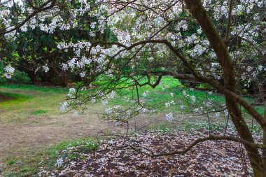 Çiçek açmış manolya ağacı yemyeşil çimlere ve mavi gökyüzüne karşı narin beyaz çiçeklerle. Bahar ve yaz reklamları, seyahat ve bahçe dergileri için mükemmel. Sakin, zarif, sofistike..