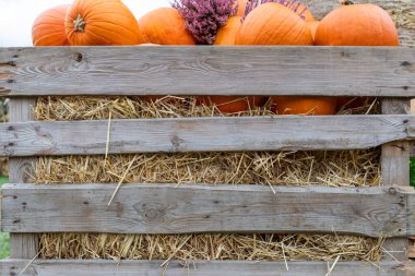 Samanlık, balkabağı ve süslemelerle dolu kırsal ahşap bir sandıkla büyüleyici bir sonbahar sahnesi. Çimenli bir çimenlikteki renkli yapraklarla çevrili, sıcak bir düşüş atmosferi çağrıştırıyor..