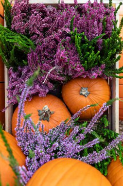 Kırsal düşüş, tahta bir kutuda balkabağı ve fundalıktan ibaret. Sonbahar renklerini ısıt. Şükran Günü, Cadılar Bayramı ya da hasat festivali sosyal medya paylaşımları, web sitesi grafikleri ya da baskı için mükemmel.