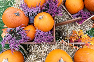 Turuncu balkabaklarının ve doğal sapları bol saman ve kurutulmuş fundaların çeşitli tonlarında. Altın kahverengi saman, açık mor funda. Çimlerin üzerinde bir balkabağı.