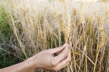 Canlı bir günbatımında altın buğday tarlasında altın buğday kulaklarını okşayan bir erkeğin yakın çekimi verimli bir hasat ve verimli bir tarımı simgeliyor..