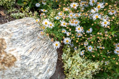 Yeşilliklerle çevrili parlak sarı merkezleri olan güzel beyaz papatyaların yakın görüntüsü. Papatyalar, yosunla kaplı dokulu bir kayayla tezat oluşturarak doğal bir manzara yaratırlar..