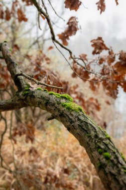 Yeşil yosunlu bir ağaç dalı. Dal, arkaplanda kahverengi yapraklar ile görüntünün ön planındadır. Görüntü alçak bir açıdan çekiliyor, dallara bakıyor..