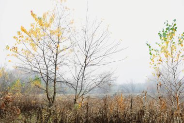 Uzun yeşil ve sarı çimenlerin, çıplak ağaçların ve sisli beyaz gökyüzünün olduğu sakin bir manzara. Dolambaçlı bir yolu olan huzurlu bir doğa sahnesi, sakin bir atmosfer yaratıyor..