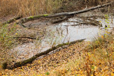 Büyük bir ağaç gövdesi bataklık bir ormanda, yapraklar ve dallarla dolu bulanık suyla çevrili. Arka plan sarı ve turuncu yapraklı çıplak ağaçları gösteriyor..
