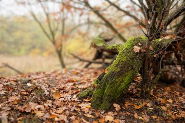 Sonbahar ormanında yeşil yosunlarla kaplı büyük bir ağaç gövdesinin detaylı görüntüsü. Ağacın etrafındaki çayır, sisli bir günde yakalanan uzun otlarla dolu..