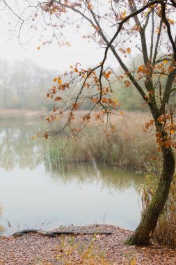 Durgun su yemyeşil ve mavi gökyüzünü yansıtarak sakin bir manzara yaratır. Kıyıdaki hafif dalgalanmalar sizi rahatlamaya ve doğanın kıymetini bilmeye davet eden huzurlu atmosferi güçlendirir..