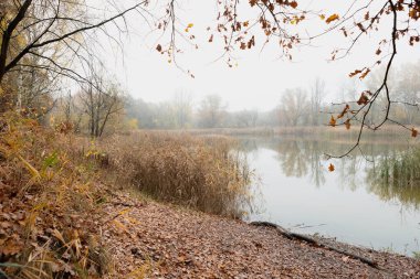 Sarı ağaçlı sonbahar gölü sahnesi, sakin sular canlı yaprakları yansıtıyor. Ağaçlar açık gri gökyüzünün altında sarı, turuncu ve kırmızı renkleri gösterir. Dallardaki sarı yapraklar, göl kıyısındaki uzun otlar..