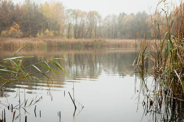 stock image The image shows a misty lake in the morning. The water is calm and still, and the trees are reflected in the water. The sky is foggy and gray, and the trees are bare. The image is peaceful and serene.