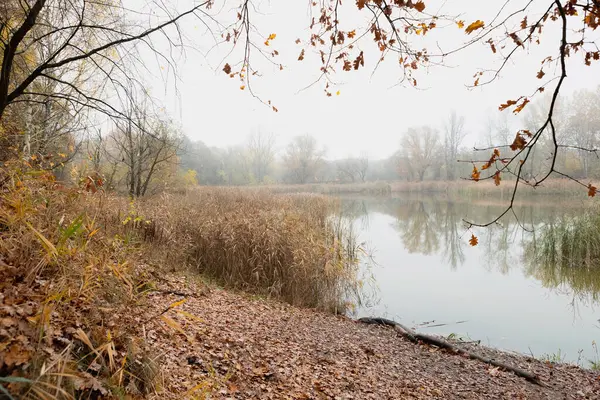 Sarı ağaçlı sonbahar gölü sahnesi, sakin sular canlı yaprakları yansıtıyor. Ağaçlar açık gri gökyüzünün altında sarı, turuncu ve kırmızı renkleri gösterir. Dallardaki sarı yapraklar, göl kıyısındaki uzun otlar..
