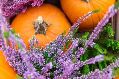 Mor çiçekler ve yeşil yapraklarla çevrili canlı turuncu balkabaklarının yakın çekimi. Balkabakları birbirlerine doğru dönük, güzel bir alan derinliği etkisi ile dinamik kompozisyon oluşturuyorlar..