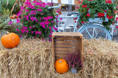 Sonbahar renklerinde çiçekli ve balkabaklı bisikletin güzel kompozisyonu cam pencereli ve masalı restoranın bulanık arka planlı açık hava kafesinde satışta.
